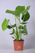 Fensterblatt - Monstera Deliciosa - ↕ 60 cm - Ø 17 cm