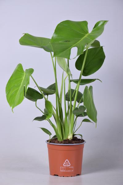 Fensterblatt - Monstera Deliciosa - ↕ 60 cm - Ø 17 cm