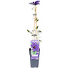 Waldrebe ‚The President' – Clematis