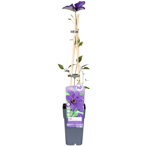 Waldrebe ‚The President' – Clematis