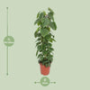 Philodendron Scandens - ↕ 120 cm - Ø 24 cm