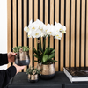 Nachtfalterorchidee - COMBI DEAL von 2 weißen Phalaenopsis-Orchideen - ↕ 40 cm - Ø 9 cm
