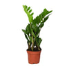Glücksfeder - Zamioculcas Zamiifolia - ↕ 40 cm - Ø 12 cm