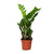 Glücksfeder - Zamioculcas Zamiifolia - ↕ 40 cm - Ø 12 cm