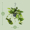 Efeutute - Epipremnum Aureum - ↕ 25 cm - Ø 15 cm