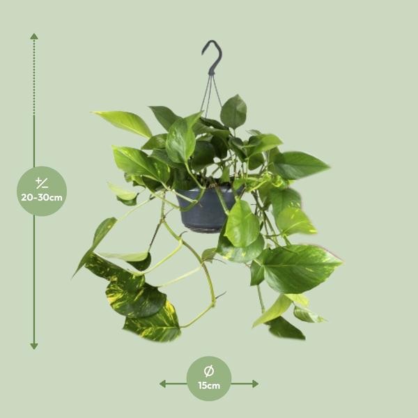 Efeutute - Epipremnum Aureum - ↕ 25 cm - Ø 15 cm