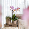 Nachtfalterorchidee rosa – Phalaenopsis Orchidee – Andorra & Sukkulente – ↕ 20–35 cm – Ø 9 cm | Tube-Dekotopf Sandfarben