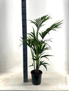 Kentia - Howea Forsteriana - ↕ 110 cm - Ø 21 cm