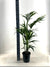Kentia - Howea Forsteriana - ↕ 110 cm - Ø 21 cm
