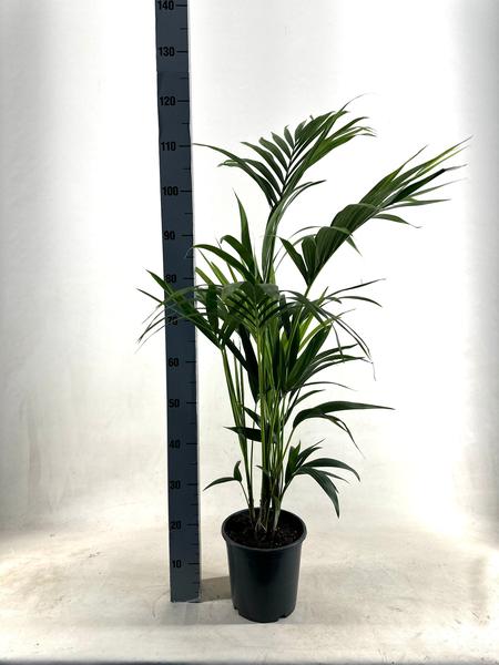 Kentia - Howea Forsteriana - ↕ 110 cm - Ø 21 cm