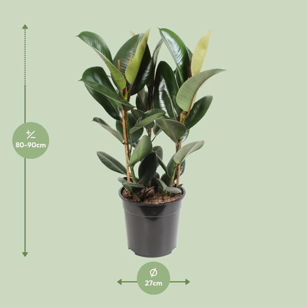 Gummibaum - Ficus Elastica Robusta - ↕ 85 cm - Ø 27 cm