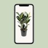 Gummibaum - Ficus Elastica Robusta - ↕ 85 cm - Ø 27 cm