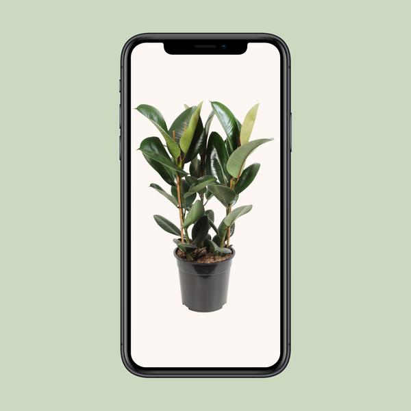 Gummibaum - Ficus Elastica Robusta - ↕ 85 cm - Ø 27 cm