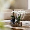 Nachtfalterorchidee - Phalaenopsis - ↕ ca. 40 cm - Ø 9 cm | 3er-Set Home Hub inkl. schwarzer Keramik-Ziertöpfe