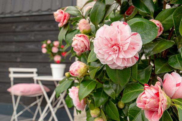 Kamelie – Camellia japonica Bonomiana – ↕ 90 cm – Ø 29 cm