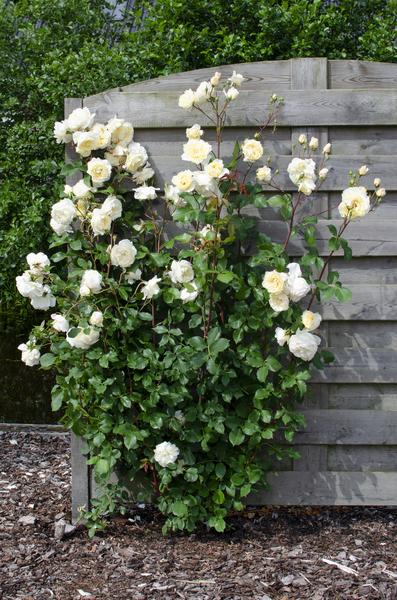 Rose - Rosa Crazy in love 'Vanilla' - Creme-Rose - Ø15cm - ↕65cm