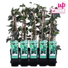 Efeu – Hedera algeriensis Gloire de Maren – ↕ 65 cm – Ø 15 cm