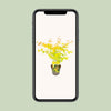 Fächerahorn – Acer palmatum Orange Dream – ↕ 30 cm – Ø 15 cm