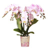 Nachtfalterorchidee - Phalaenopsis Portugal Rosa - ↕ 40 cm - Ø 9 cm
