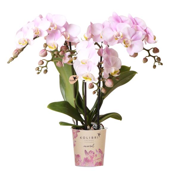 Nachtfalterorchidee - Phalaenopsis Portugal Rosa - ↕ 40 cm - Ø 9 cm