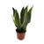 Bogenhanf - Sansevieria Superba - ↕ 40 cm - Ø 12 cm