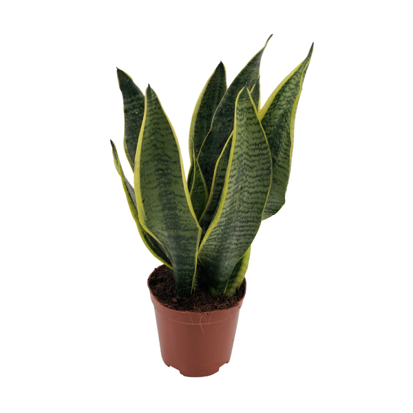 Bogenhanf - Sansevieria Superba - ↕ 40 cm - Ø 12 cm