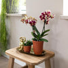 Nachtfalterorchidee & Rhipsalis - ↕ ca. 35 cm - Ø 9 cm | 2er-Set in Gelb-Rot auf Goldtablett