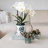 Nachtfalterorchidee & Sukkulente - ↕ 40 cm - Ø 9 cm | 2er-Set: Amabilis im Malaga-Topf & grüne Sukkulente im Painted Stripe-Topf Ø 9 cm & Ø 6 cm