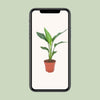 Strelitzia Reginea - ↕ 40 cm - Ø 12 cm