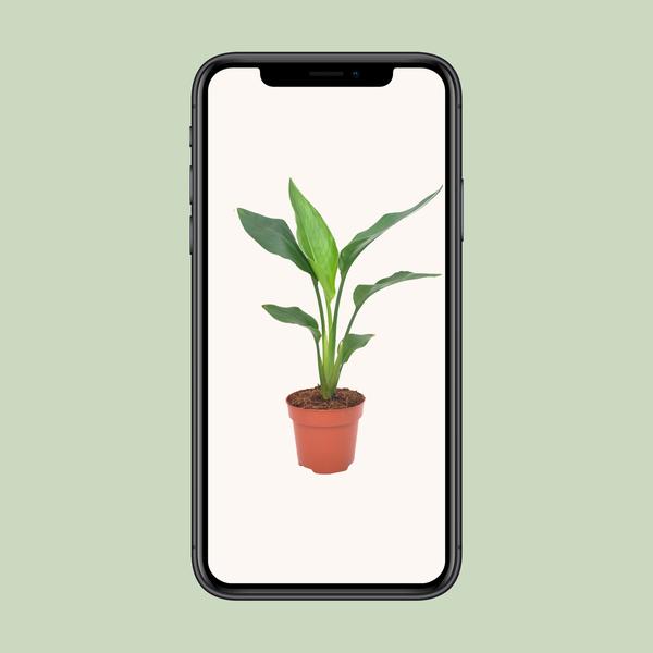Strelitzia Reginea - ↕ 40 cm - Ø 12 cm