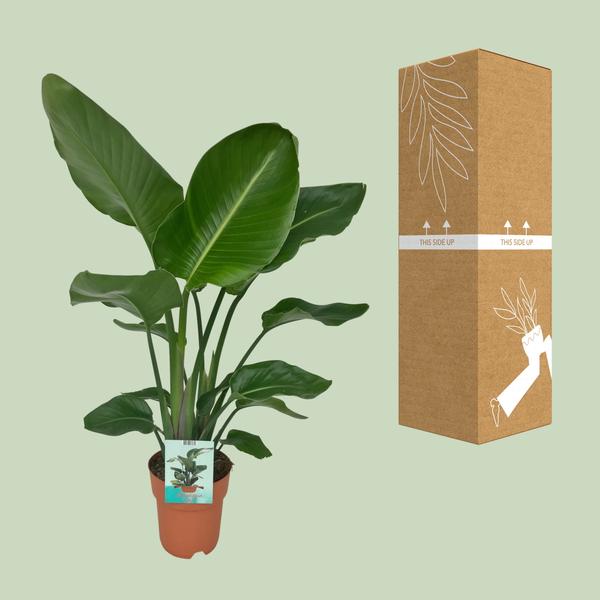 Strelitzia Nicolai - ↕ 90 cm - Ø 19 cm