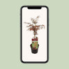 Fächerahorn – Acer palmatum Garnet – ↕ 40 cm – Ø 19 cm