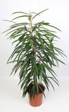 Feige - Ficus Binnendijkii Alii - ↕ 100 cm - Ø 21 cm