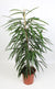 Feige - Ficus Binnendijkii Alii - ↕ 100 cm - Ø 21 cm