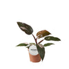 Philodendron – Burgundy Princess – ↕ 25 cm – Ø 12 cm