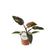 Philodendron – Burgundy Princess – ↕ 25 cm – Ø 12 cm