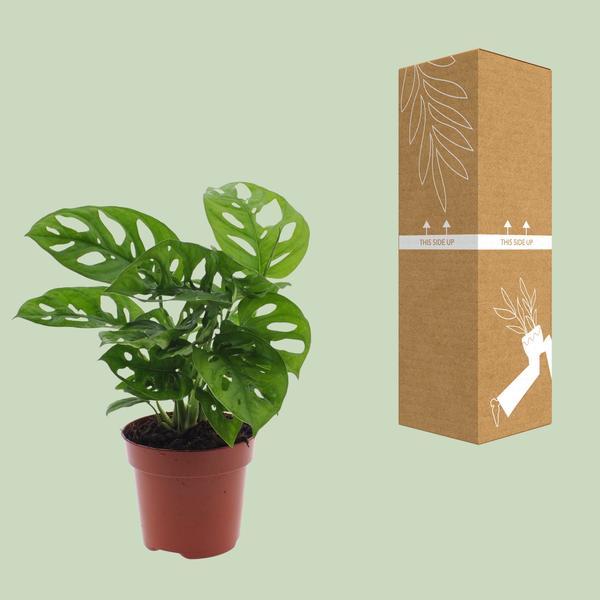 Fensterblatt - Monstera Monkey Leaf (Lochpflanze) - ↕ 30 cm - Ø 12 cm