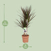 Drachenbaum - Dracaena Magenta - ↕ 80 cm - Ø 17 cm