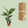 Strelitzia Nicolai - ↕ 70 cm - Ø 17 cm