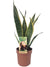 Bogenhanf - Sansevieria Laurentii - ↕ 50 cm - Ø 14 cm