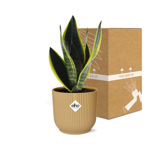 Bogenhanf - Sansevieria Futura Superba - ↕ 25–30 cm - Ø 14 cm | ELHO Vibes Fold Übertopf gelb