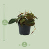Philodendron Micans - ↕ 15 cm - Ø 12 cm