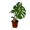 Fensterblatt - Monstera Variegata - ↕ 55 cm - Ø 14 cm