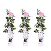 3x Rosa Crazy in Love Pink – ↕ 65 cm – Ø 15 cm