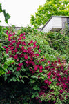 Clematis Hagley Hybrid – ↕ 65 cm – Ø 15 cm