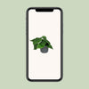 Philodendron Scandens - ↕ 15 cm - Ø 12 cm