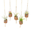 8x Tillandsia - Kokodama Birdnest Tillandsia Mix - ↕ 5 cm - Ø 7 cm