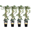 4x Efeu – Hedera helix Goldheart – ↕ 65 cm – Ø 15 cm