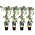 4x Efeu – Hedera helix Goldheart – ↕ 65 cm – Ø 15 cm