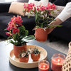 Nachtfalterorchidee - 2er-COMBI-DEAL rote Phalaenopsis - ↕ 40 cm - Ø 9 cm